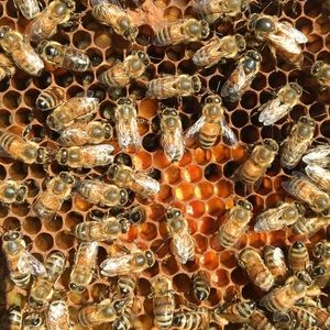 Meet your Posher, Noah